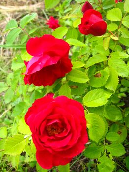 the image of beautiful flowers of gentle red roses