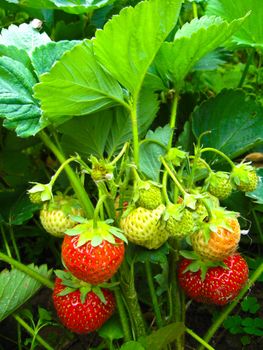 The image of fine berries of a fresh strawberry