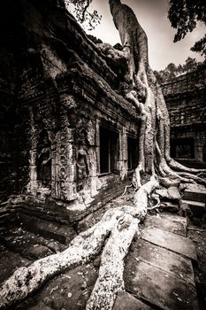 Trees growing out the ruin of Ta Prohm, Angkor Wat.