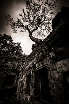 Trees growing out the ruin of Ta Prohm, Angkor Wat.