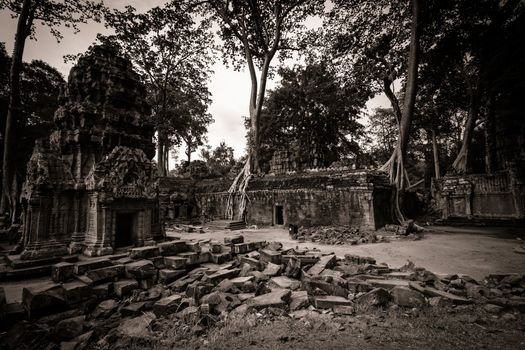 Trees growing out the ruin of Ta Prohm, Angkor Wat.
