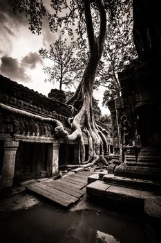 Trees growing out the ruin of Ta Prohm, Angkor Wat.