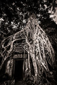 Trees growing out the ruin of Ta Prohm, Angkor Wat.