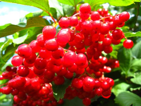 The image of cluster of a red ripe guelder-rose