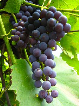 the image of big cluster of blue grapes