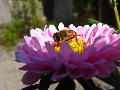 The image of bee collecting nectar on the aster