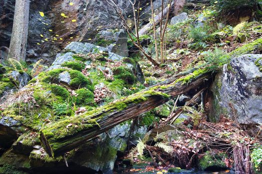 Shot of the fallen tree - old forest