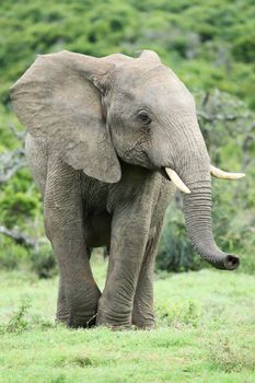 Large African elephant scenting the air with it's extended trunk