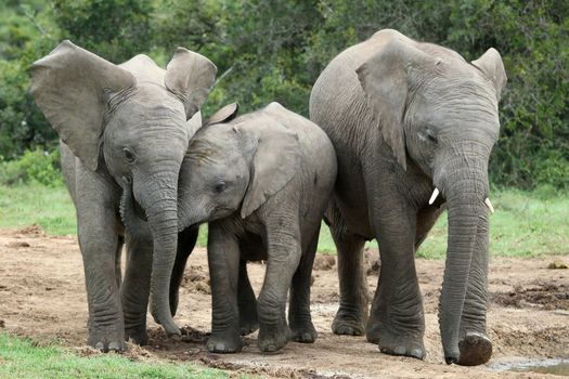 Excited young African elephants approaching a waterhole