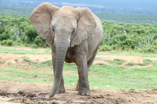 Large female African elephant at a waterhole