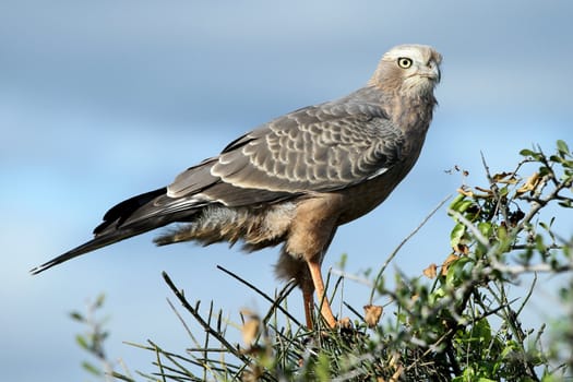 Young Pale Chanting Goshawk bird of prey perched on top of a tree