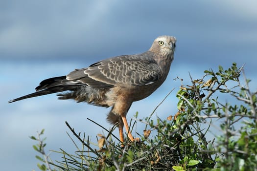 Young Pale Chanting Goshawk bird of prey perched on top of a tree