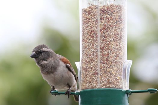 House sparrow bird on a bird feeder full of dried seeds