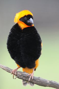 Beautiful Bishop Bird with striking black and orange plumage