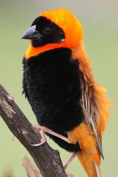 Beautiful Bishop Bird with striking black and orange plumage