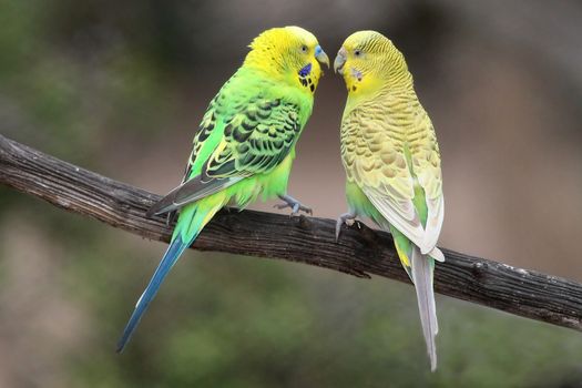 Pair of pretty budgerigar birds preparing to mate