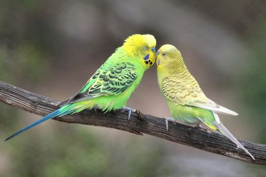 Pair of pretty budgerigar birds preparing to mate