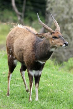 Bushbuck antelope standing on lush green grass in Africa