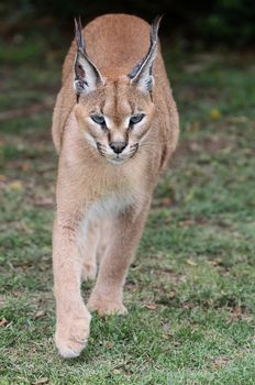 Caracal or African Lynx walking across green grass