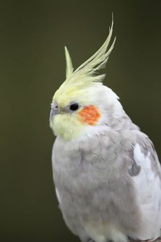 Cockatiel bird with yellow crest and orange cheek patch
