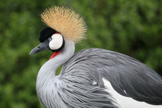 Crownd crane bird with it's beautiful plumage and blue eye