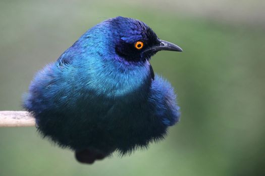 Beautiful glossy starling bird with bright orange eye