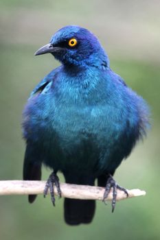 Beautiful glossy starling bird with bright orange eye