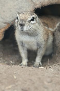 Ground squirrel looking out of it's burrow