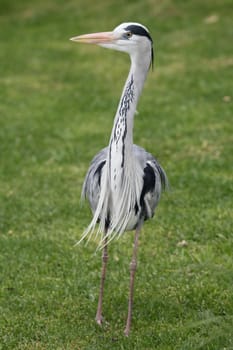 Grey heron bird with long sharp pointed beak