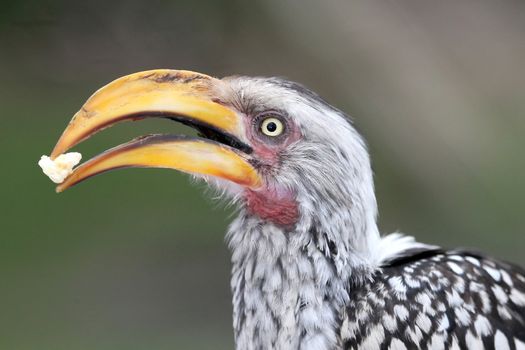 Ground hornbill bird with large beak and beautiful feathers and food in it's beak