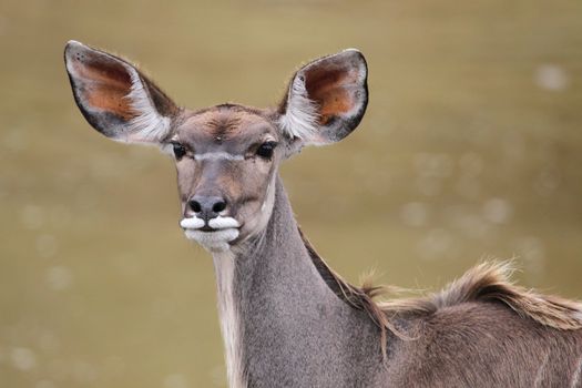 Portrait of a beautiful female Kudu antelope with large ears