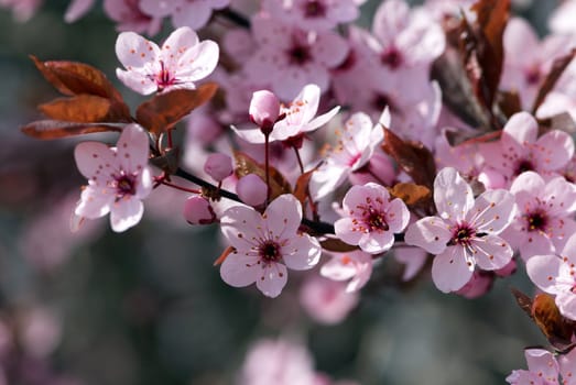 Japanese cherry blossom photo with a macro lens.