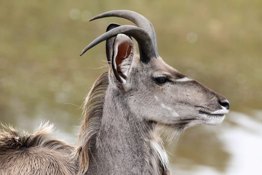 Young male kudu antelope with small horns