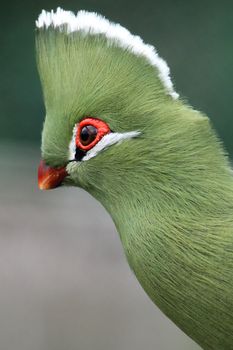 Portrait of a beautiful Knysna Loerie or Turaco bird
