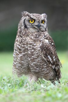 Spotted eagle owl bird of prey with large round yellow eyes