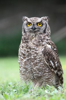 Spotted eagle owl bird of prey with large round yellow eyes