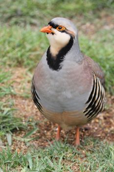 Partridge bird with white face and orange beak standing on green grass