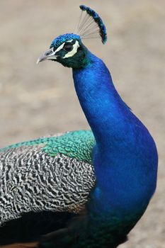 Magnificent Indian peacock bird with bright blue plumage