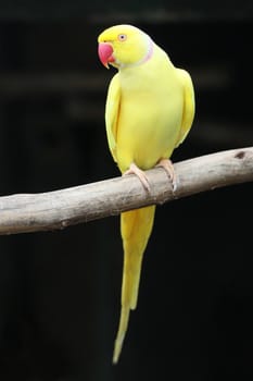 Yellow Ring-neck parrot perched on a branch