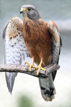 Rock kestrel bird of prey resting on a branch with wings open