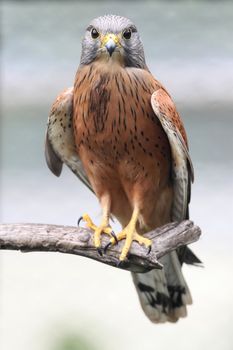 Rock kestrel bird of prey perched on a branch