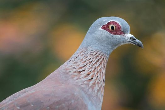 Rock Pigeon bird with red eye patch and grey feathers