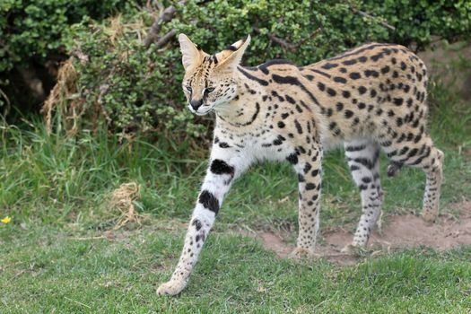 Serval wild cat with beautiful spotted fur and long legs