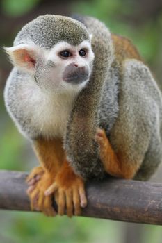 Squirrel Monkey with it's tail wrapped around it's body
