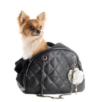 travel bag with chihuahua in front of white background