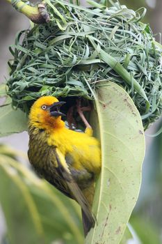Cape weaver bird male calling at the entrance to it's nest
