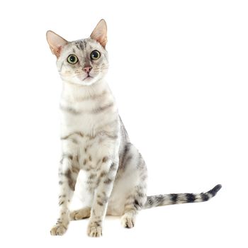 portrait of a purebred  bengal cat on a white background