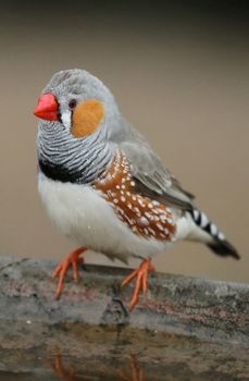 Zebra Finch bird male standing on the edge of a bird bath