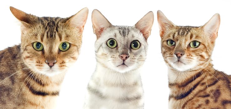 portrait of three purebred  bengal cats on a white background