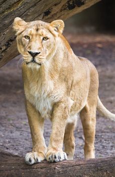 Female asian lioness - Panthera leo persica - verical image